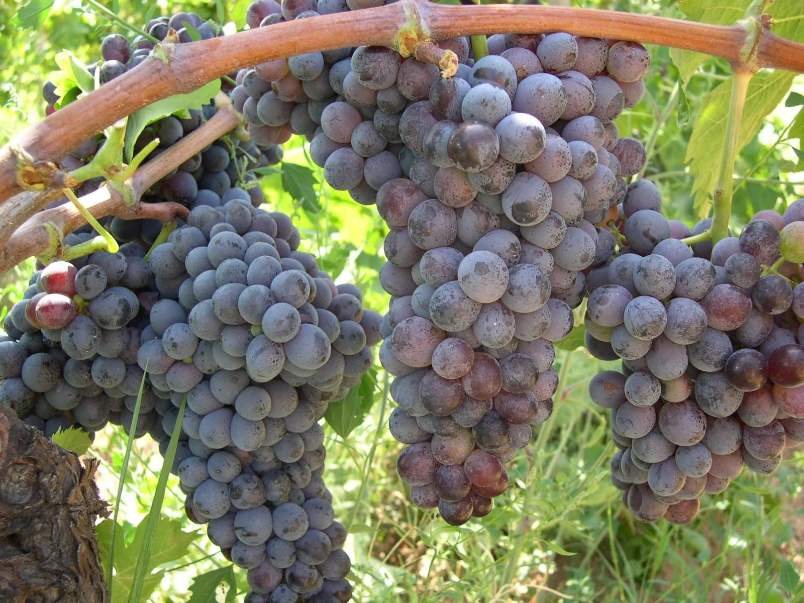 Grappoli di uva Gaglioppo in Calabria
